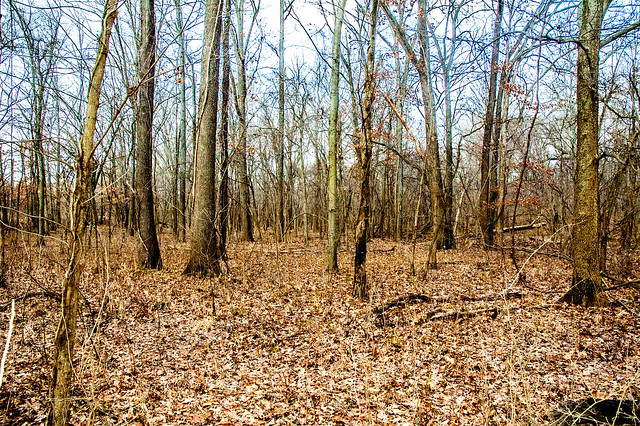 Section Six Flatwoods Nature Preserve - January 6, 2015