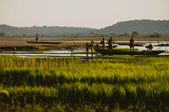 Rice fields on the shores of Manambolo
