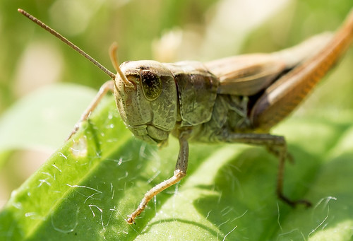 Grasshopper, From FlickrPhotos