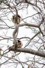 Lemurs sleeping curled into balls to keep warm!.