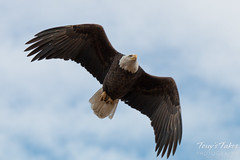 Bald Eagles Perform Flyby in Adams County, Colorado