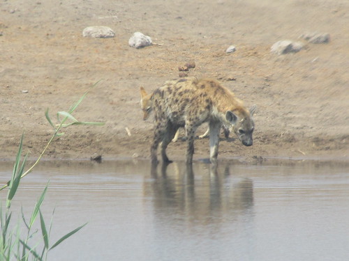 Hyène, Etosha, Namibie