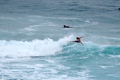 Surfers at Bronte Beach