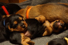 Loretta/Scout puppies