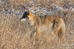 Watchful Coyote at Cherry Creek State Park
