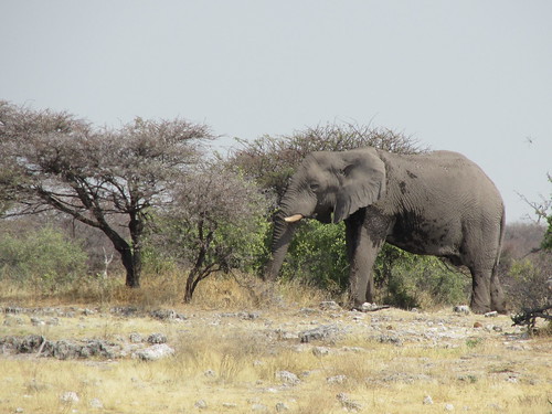 Eléphant, Etosha, Namibie