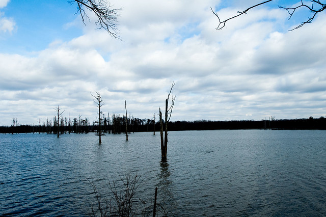 Hovey Lake Fish & Wildlife Area - January 6, 2015