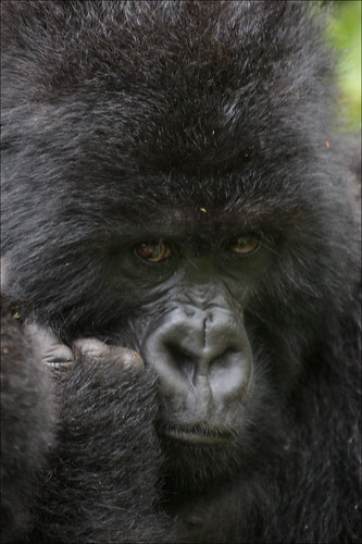 Portrait - Gorille