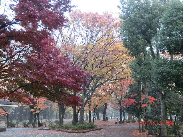 戸山公園の紅葉も終盤です。