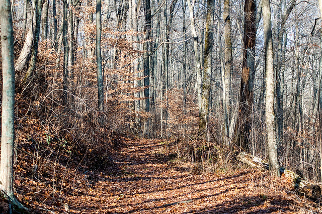 Pike State Forest - November 25, 2014