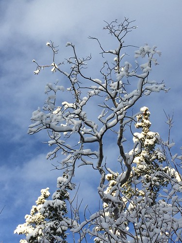 Snow clad branches