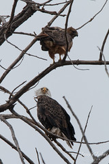 Bald Eagle and Red Tailed Hawk share a roost