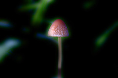 fungus _003