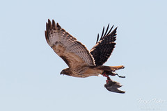 Red Tailed Hawk flies off with dead coot in its talons