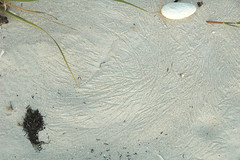 Scratch lines (pseudotraces) on aragonite sand beach (San Salvador Island, Bahamas) 3