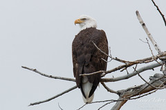 Watchful Bald Eagle
