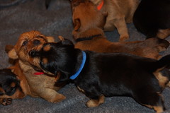 Loretta/Scout puppies