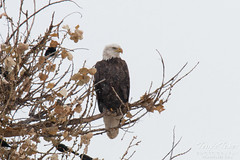 Bald Eagle on a cold, snowy day in Colorado