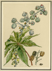 Anglų lietuvių žodynas. Žodis flowering spurge reiškia žydėjimo spurge lietuviškai.