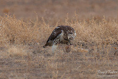 The Rough Legged Hawk takes a bite of its prey