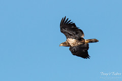 Juvenile Bald Eagle Flyby