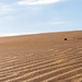 dunes maspalomas - gran canaria