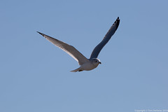 Gull • <a style="font-size:0.8em;" href="http://www.flickr.com/photos/65051383@N05/15511949910/" target="_blank">View on Flickr</a>