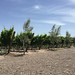 Vineyards around Mendoza, Argentina