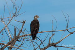 Juvenile Bald Eagle nearing adulthood