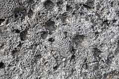 Coral encrusting the Devil's Point Hardground (Cockburn Town Member, Grotto Beach Formation, Upper Pleistocene, ~120-123 ka; Cockburn Town Fossil Reef, San Salvador Island, Bahamas) 4
