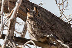 Great Horned Owls in Denver