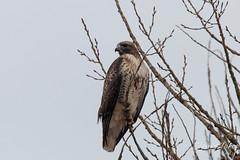 A Red Tailed Hawk keeps watch