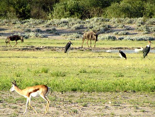 Botswana Hunting Safari 46