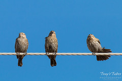 Female Red-Winged Blackbirds entertain on a wire