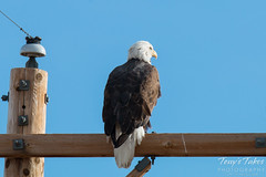 A Bald Eagle keeps watch on the horizon