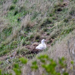 Royal Albatross Chick