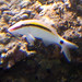 dot-dash goatfish Parupeneus barberinus
