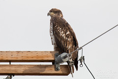 Juvenile Bald Eagle keeps watch