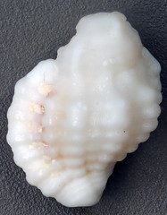 Cymatium occidentale (beaded triton snail) (San Salvador Island, Bahamas) 1