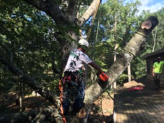 Outer Banks Tree Service
