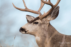 Deer buck