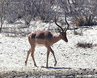 Botswana Hunting Safari 31