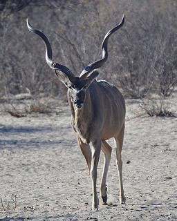 Botswana Hunting Safari 30