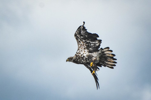 Juvenille bald eagle in flight. • <a style="font-size:0.8em;" href="http://www.flickr.com/photos/96277117@N00/27794497873/" target="_blank">View on Flickr</a>