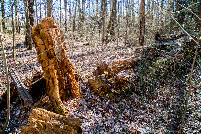 Kramer Original Woods Nature Preserve - January 5, 2015