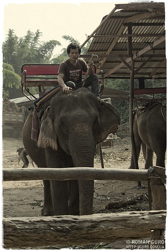 Предводитель слонов | Thailand