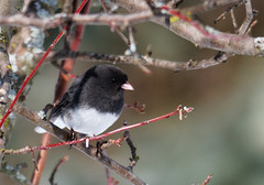 Dark-Eyed Junco • <a style="font-size:0.8em;" href="http://www.flickr.com/photos/29084014@N02/16044206508/" target="_blank">View on Flickr</a>