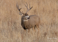 Deer buck finds something funny