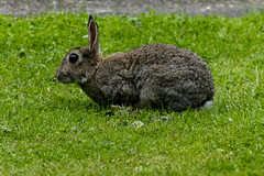 The killer rabbit of the McCaig's Tower