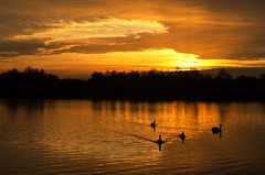 sunset swan